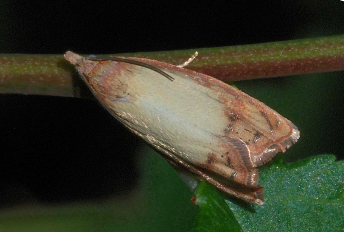 Tortricidae da confermare